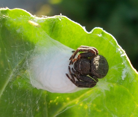 Xysticus sp. a guardia delle uova - Sannio Beneventano (BN)